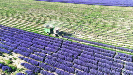 新疆伊宁县两万亩连片熏衣草进入收割季